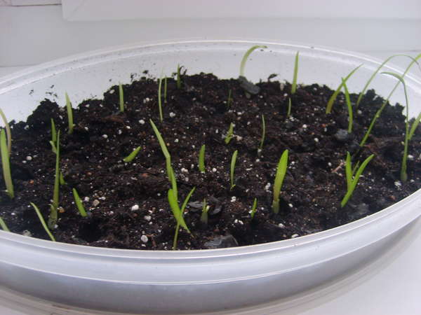 Размножение гиппеаструма семенами