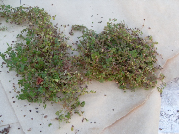 Пересадка солейролии