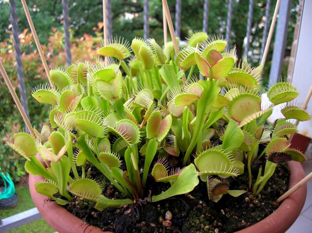 Влажность воздуха и полив мухоловки