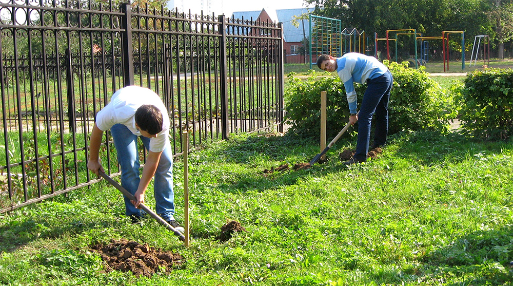Посадка хеномелеса