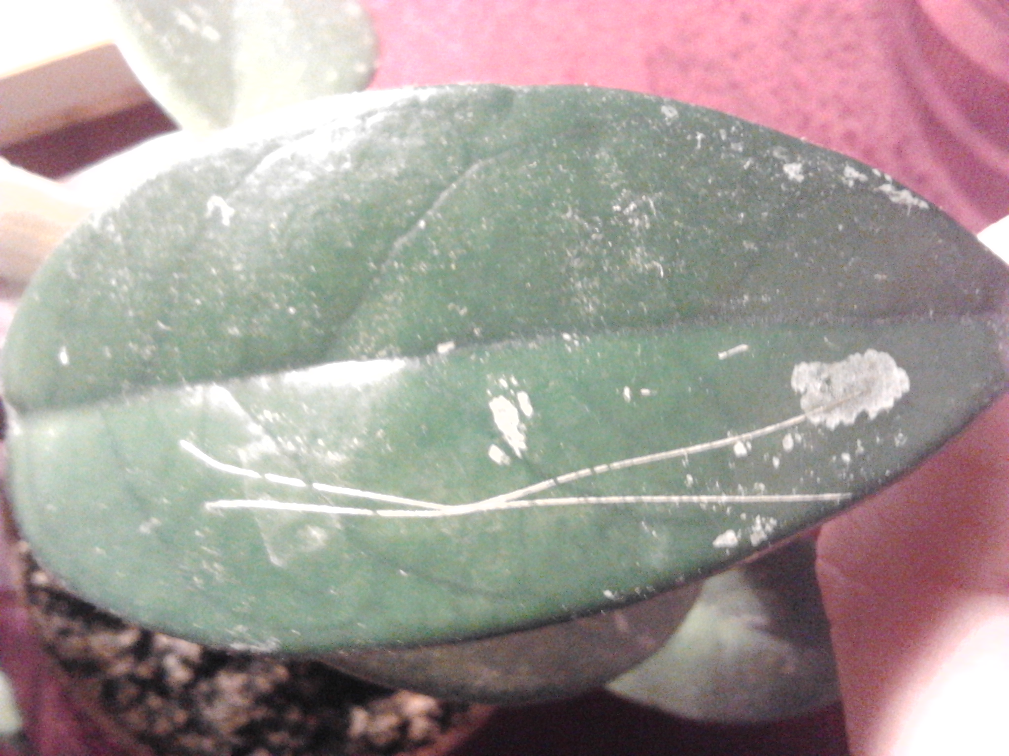 Болезни хойи