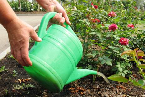 Полив и подкормка роз