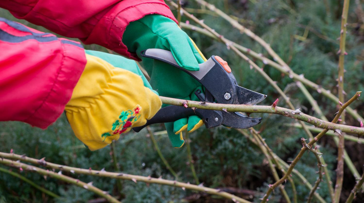 Обрезка роз Вильям Шекспир