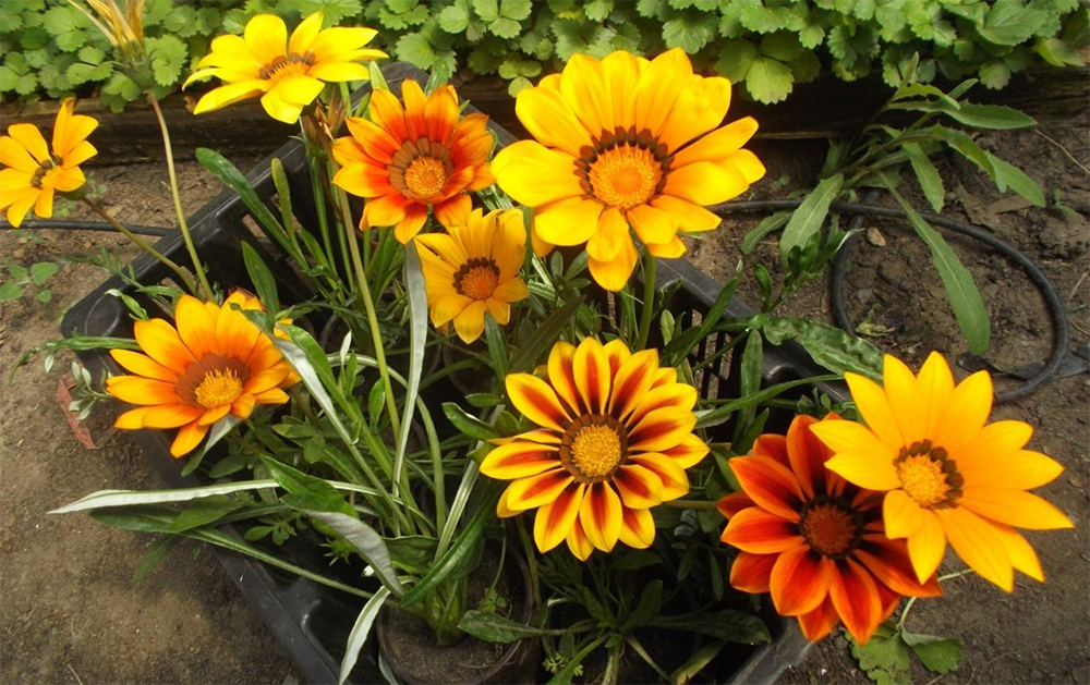 Посадка рассады гацаии