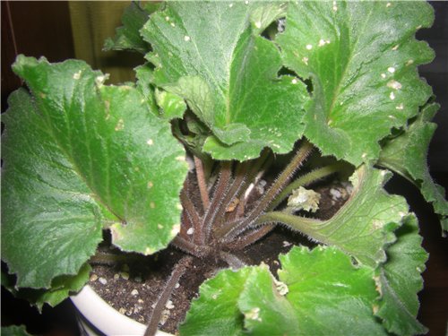 Болезни и вредители растения примула