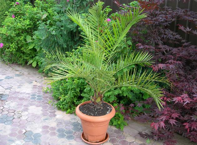 Финиковая пальма