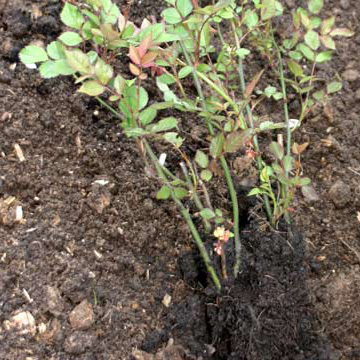 Сажаем саженец роз черная магия