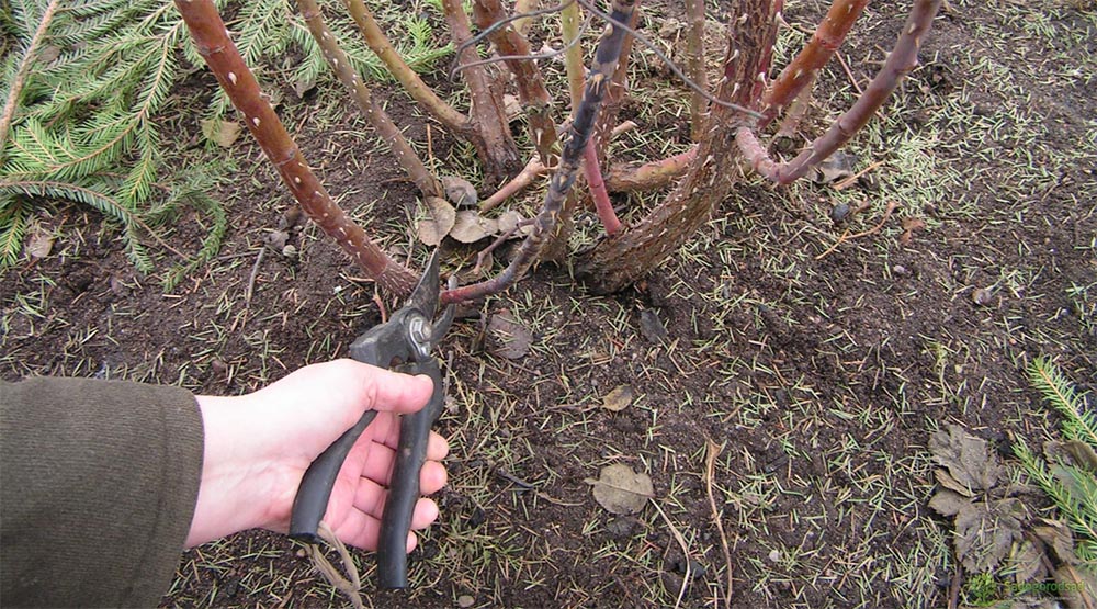 Правила обрезки роз