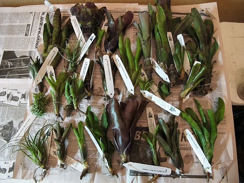 Размножение бромелии