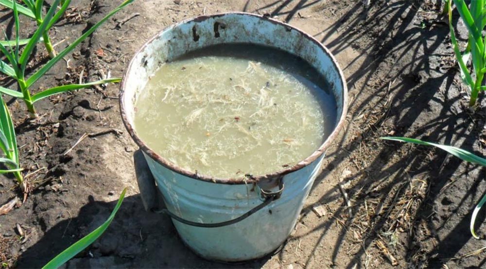 Раствор коровяка