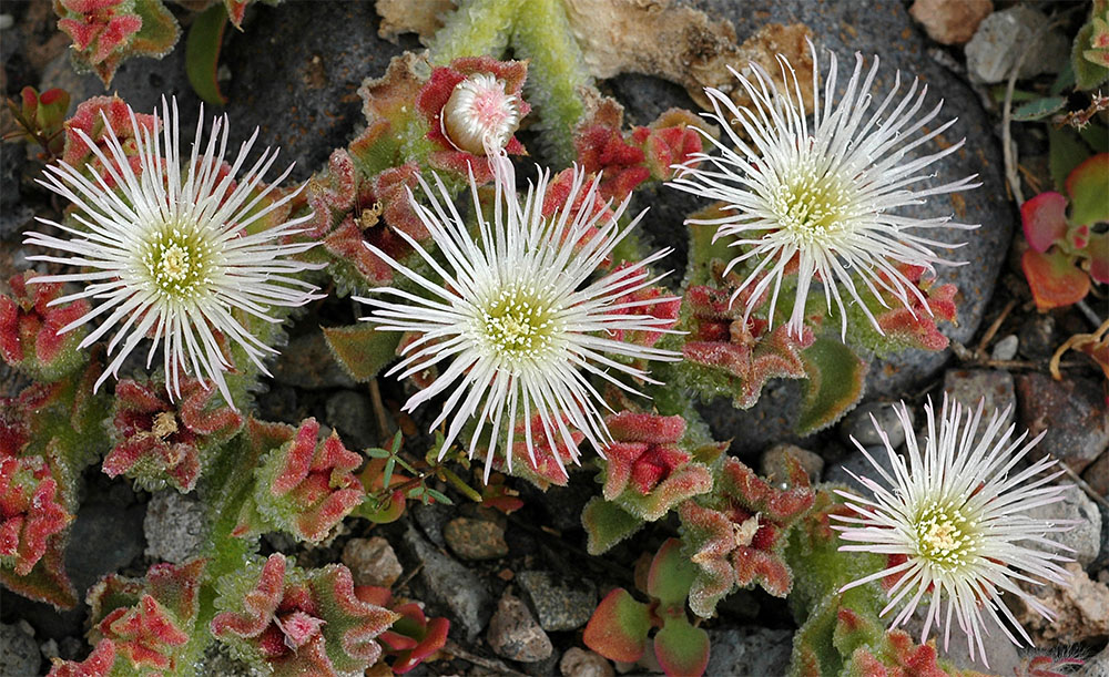 Мезембриантемум хрустальный