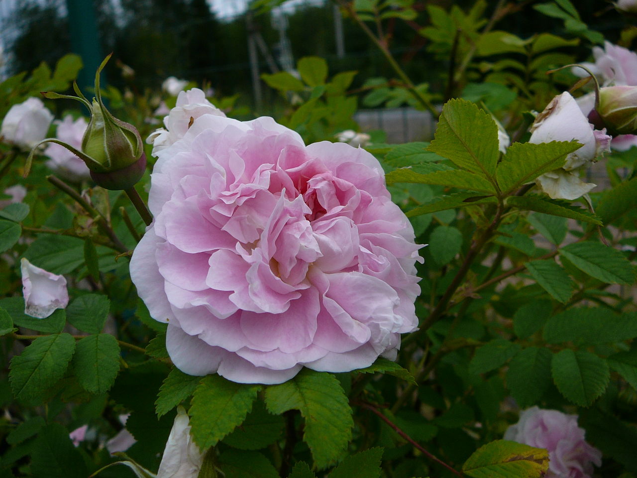 Розы Мартин Фробишер