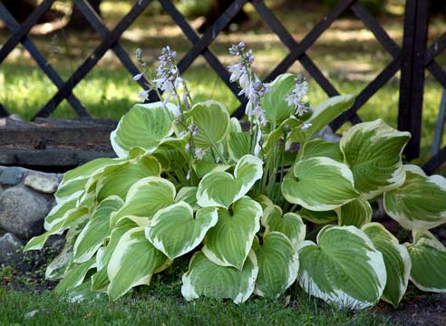 Хоста, фото растения