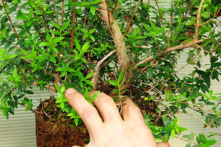 Уход за миртом в теплое время года