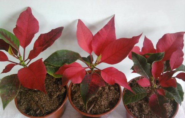 Размножение пуансетии