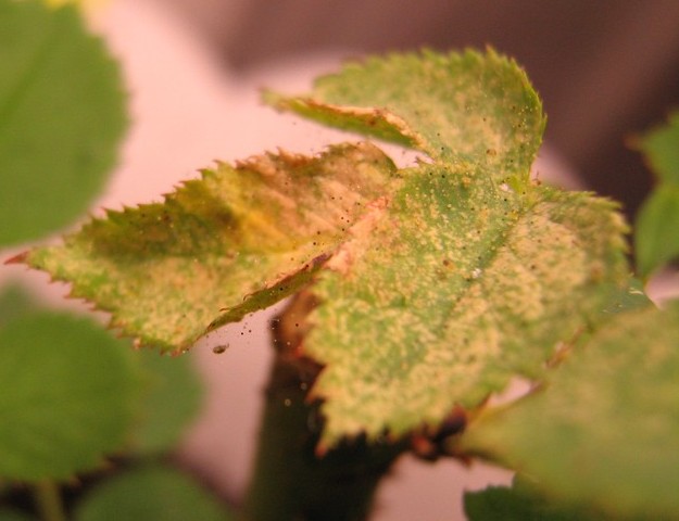 Куст роз поражён паутинным клещом