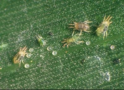 Паутинный клещ