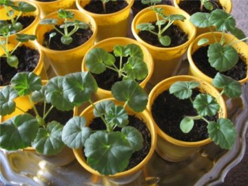 Размножение пеларгонии семенами