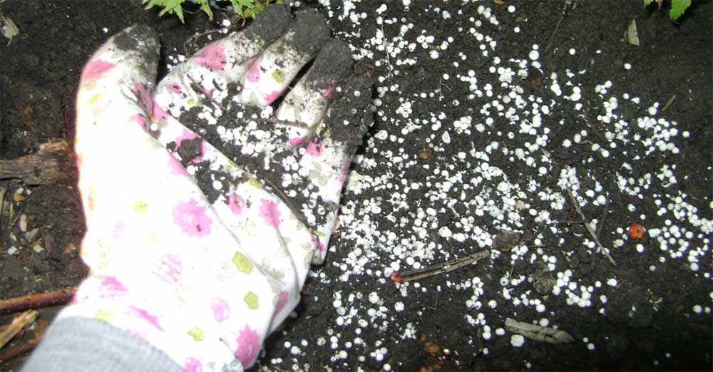 Подкармливание роз