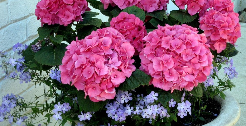 Освещение и размещение гортензии