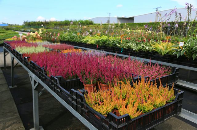 Посадка вереска