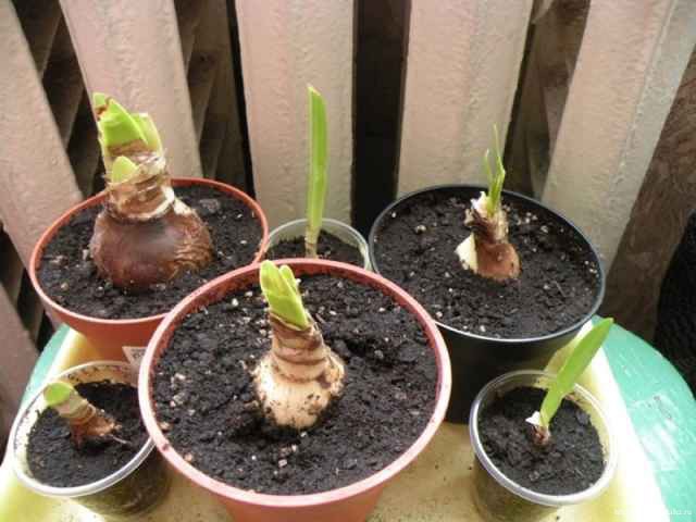 Размножение Гиппеаструма детками