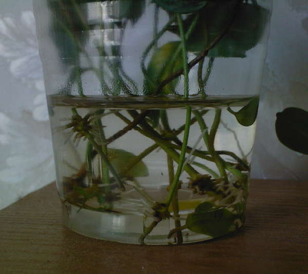 Размножение дипладении в домашних условиях