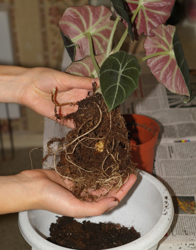 Пересадка и размножение алоказии