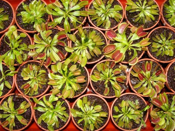 Размножение венерины мухоловки