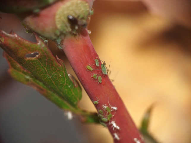 Розанная тля