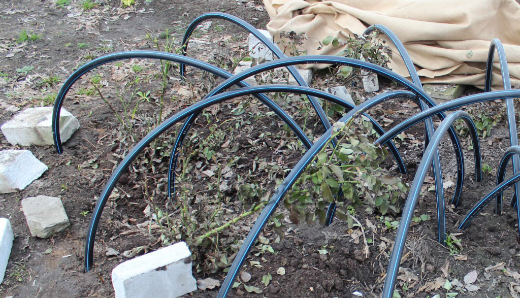 Организация зимовки розы Супер Дороти