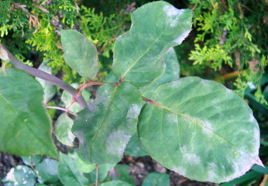 Мучнистая роса на розах Абрахам Дерби