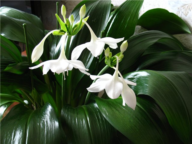 Как ухаживать за растением эухарис дома