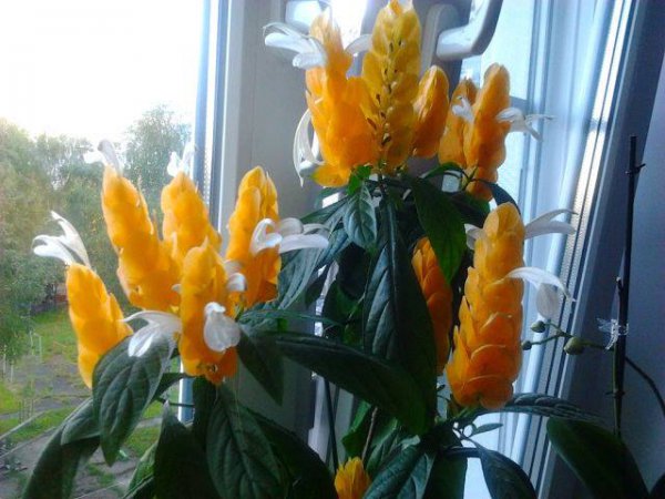 Пахистахис и его фото