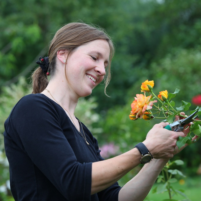 Обрезка розы Йеллоу