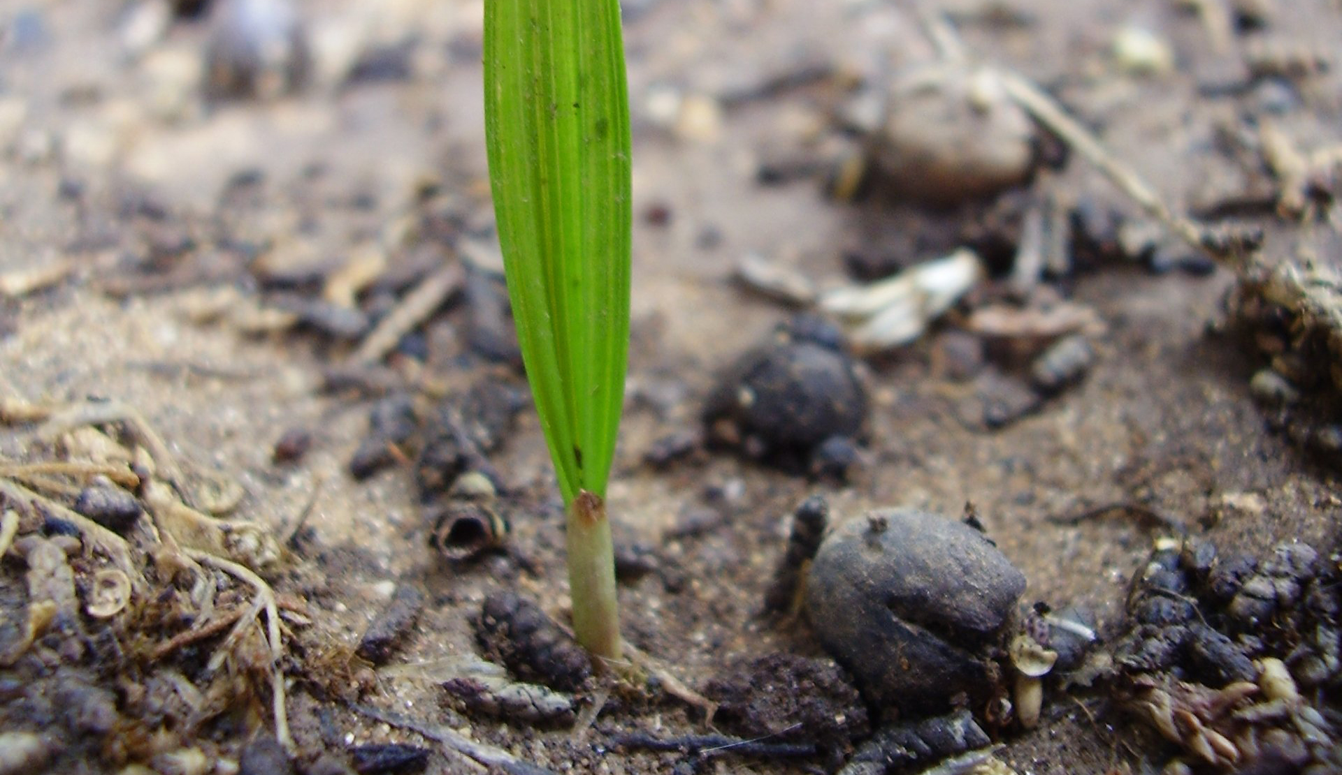 Всход пальмы ливистона