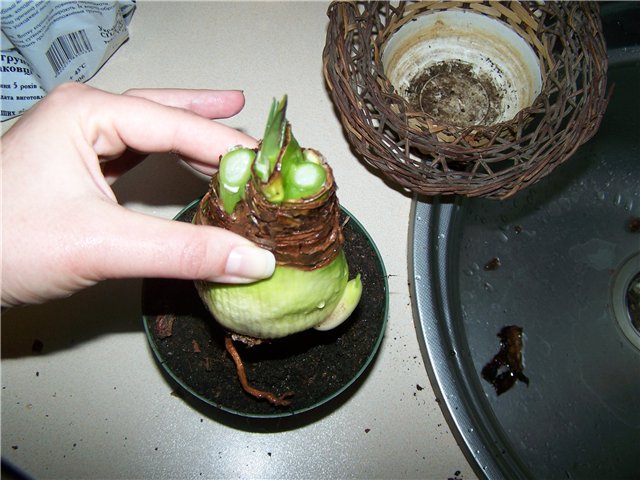 Период покоя гиппеаструма