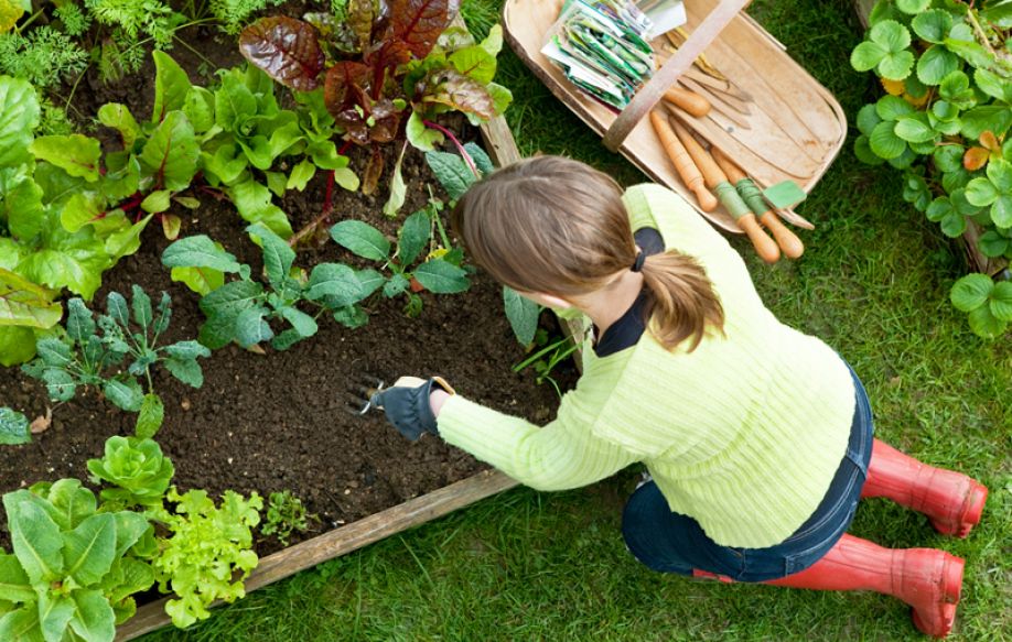 Пересадка маргариток