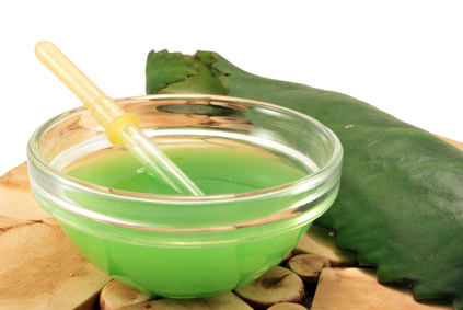 Полезные и лечебные свойства каланхоэ