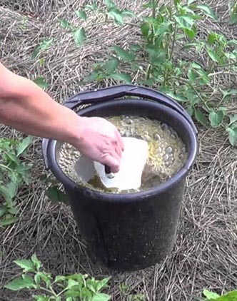 Раствор коровяка