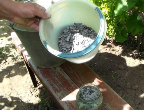 Удобрения для бадана