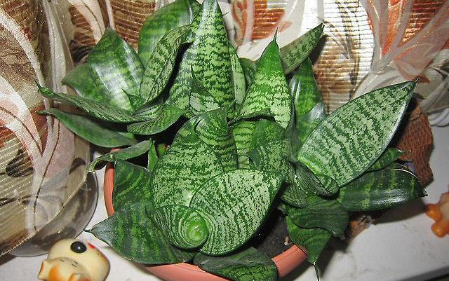 Особенности ухода за сансеверией