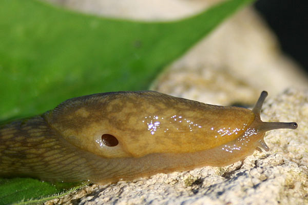 Слизни и улитки