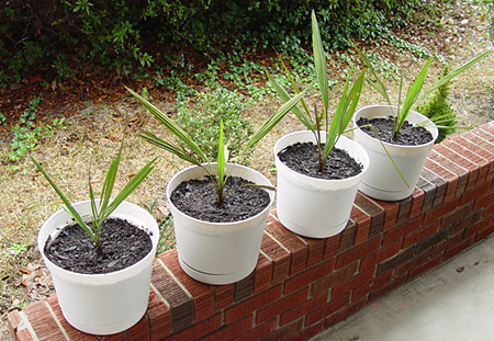 Финиковая пальма - пересадка и перевалка