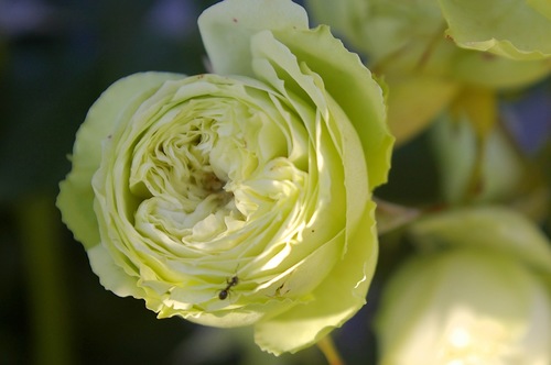 Роза Лавли Грин