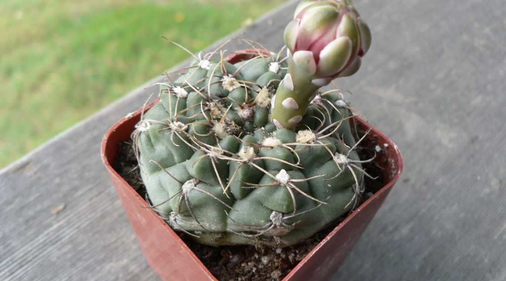 Гимнокалициум балданиум