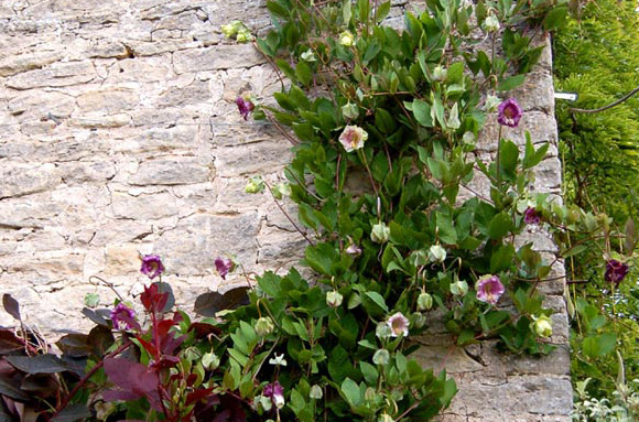 Подкормка кобеи