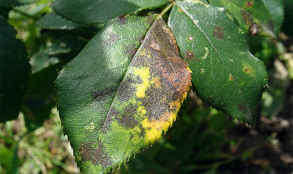 Чёрная пятнистость на розах