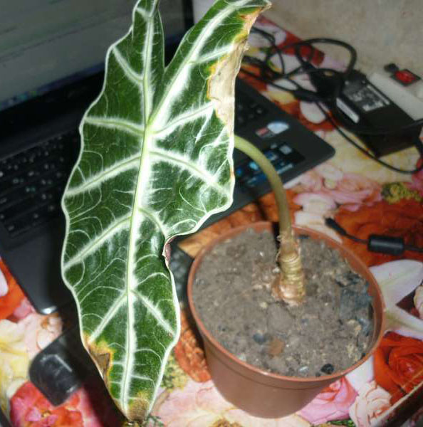 Алоказия - вредители и болезни растения