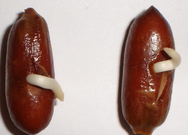 Как вырастить финиковую пальму из косточки